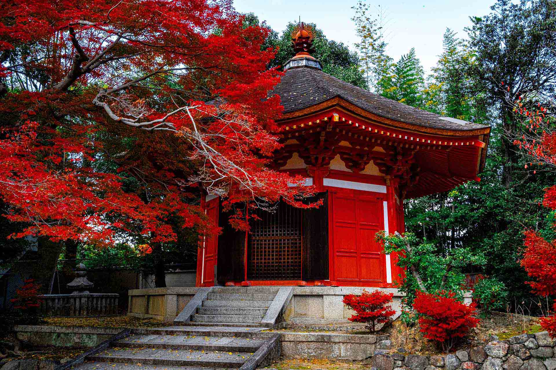 Adobe Firefly 無制限キャンペーン開催中｜3月16日まで画像・動画が生成し放題